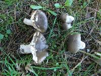 Russula amoenolens image