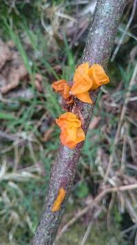 Tremella mesenterica image