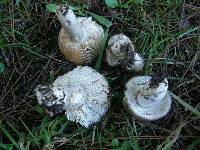 Russula amoenolens image