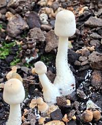 Leucocoprinus cepistipes image