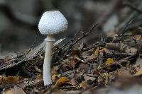 Leucocoprinus cepistipes image