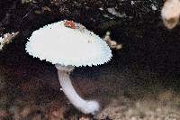 Leucocoprinus cepistipes image