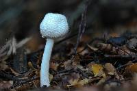 Leucocoprinus cepistipes image