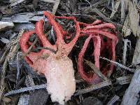 Clathrus archeri image