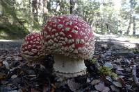 Amanita muscaria image