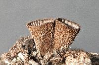 Cyathus striatus image