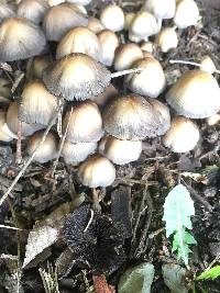 Coprinellus micaceus image