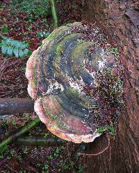 Fomitopsis pinicola image