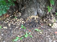 Coprinellus micaceus image