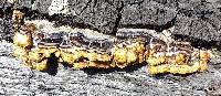 Trametes versicolor image