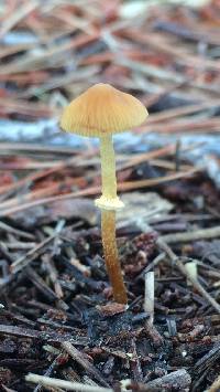 Conocybe rugosa image