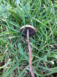 Panaeolus cinctulus image