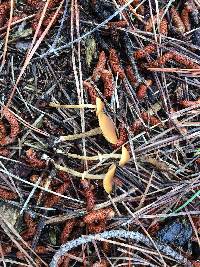 Conocybe rugosa image