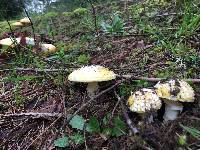 Amanita aprica image