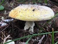 Amanita aprica image