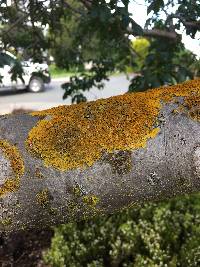 Xanthoria parietina var. parietina image