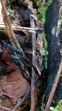 Xylaria hypoxylon image