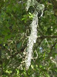 Ramalina menziesii image