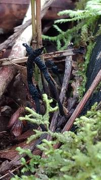 Xylaria hypoxylon image