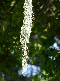 Ramalina menziesii image