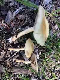 Agrocybe putaminum image