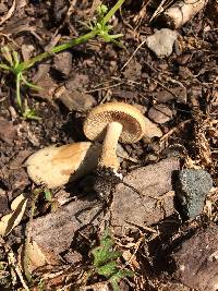 Agrocybe putaminum image