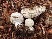 Chlorophyllum brunneum image