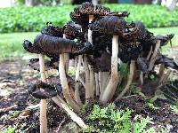 Coprinellus micaceus image