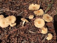 Agrocybe putaminum image