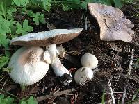 Agaricus xanthodermus image