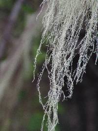 Ramalina menziesii image