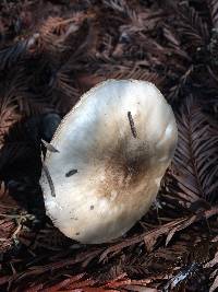 Pluteus cervinus image