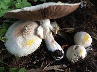 Agaricus xanthodermus image