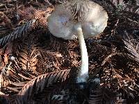 Pluteus cervinus image