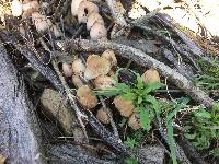 Coprinellus micaceus image