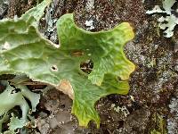 Lobaria pulmonaria image