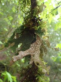 Lobaria pulmonaria image