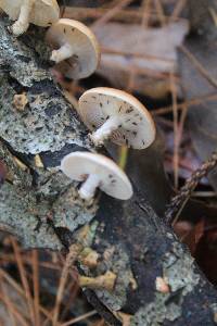 Lentinula boryana image