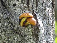 Pholiota aurivella image