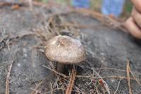 Pluteus cervinus image