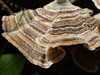 Trametes versicolor image