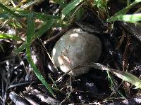 Clathrus ruber image