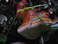 Fomitopsis pinicola image