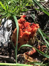 Clathrus ruber image