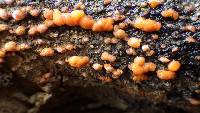 Dacrymyces stillatus image