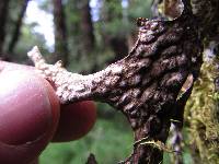 Lobaria pulmonaria image