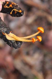 Mycena leaiana image