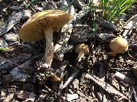 Agrocybe putaminum image