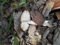 Amanita ocreata image