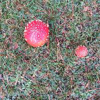 Amanita muscaria image
